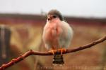 African pygmy-falcon
