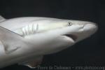 Blacknose shark