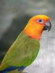 Jandaya parakeet *