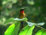Red-throated bee-eater *