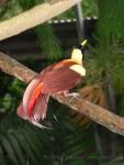 Red bird-of-paradise *