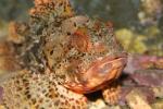 Small red scorpionfish