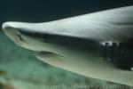 Sandbar shark *