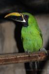 Black-throated toucanet