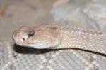 Aruba island rattlesnake