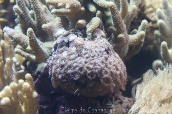 Merlet's blastomussa coral