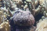 Merlet's blastomussa coral