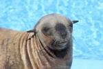 South African fur seal