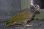 White-capped parrot *