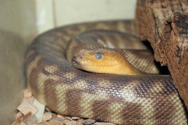 Ramsay's python