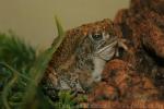 Great plains toad