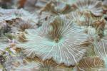Variable mushroom coral