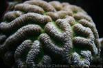 Radial brain coral *