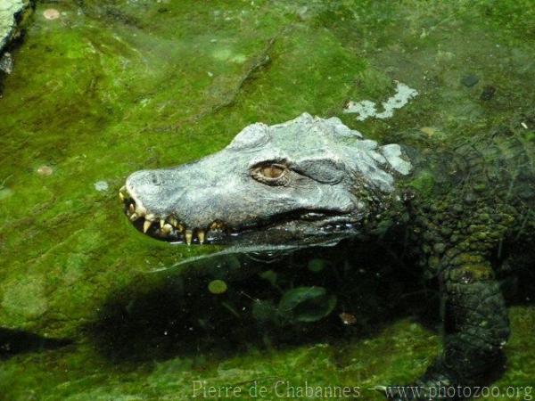 Cuvier's smooth-fronted caiman *