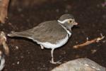 African three-banded plover