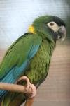 Yellow-collared macaw *