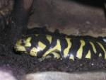Western tiger salamander