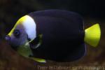 Queensland yellowtail angelfish