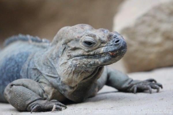 Rhinoceros iguana