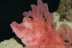 Eschmeyer's scorpionfish