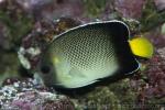 Yellowtail angelfish