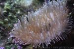 Bulb tentacle sea anemone