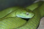 Green cat snake
