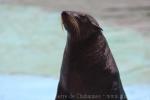 South African fur seal *