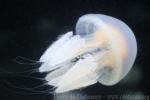 Flagellate jellyfish