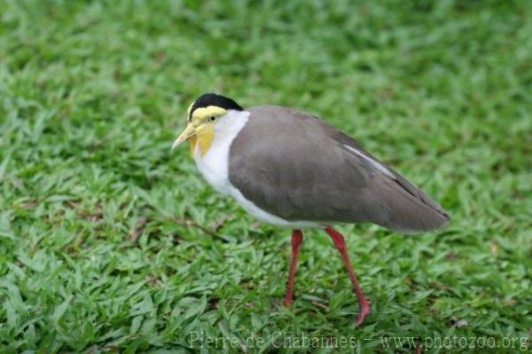 Masked lapwing