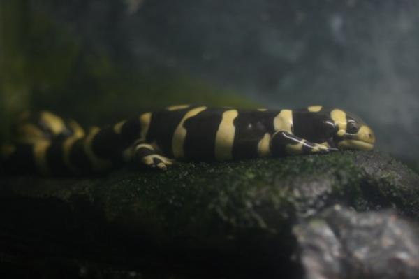 Western tiger salamander