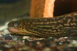 Freshwater moray