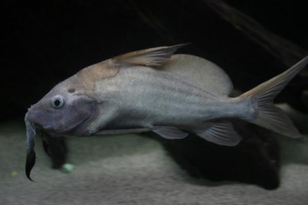 Moustache catfish