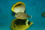 Indian Ocean mimic surgeonfish