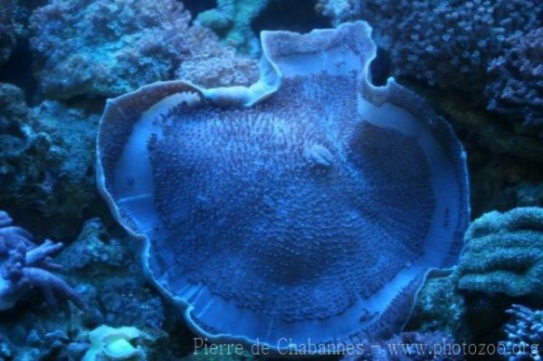 Giant mushroom anemone