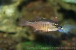 Moluccan cardinalfish