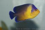 Purplemask angelfish