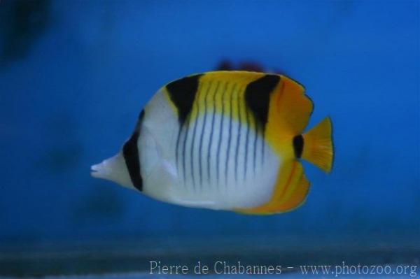 Blackwedged butterflyfish