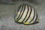 Eightband butterflyfish