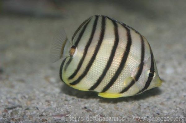 Eightband butterflyfish