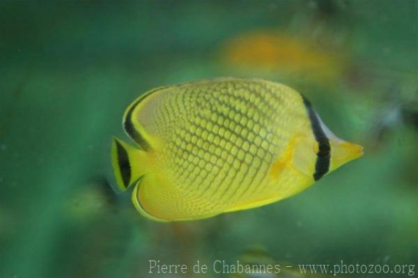 Latticed butterflyfish