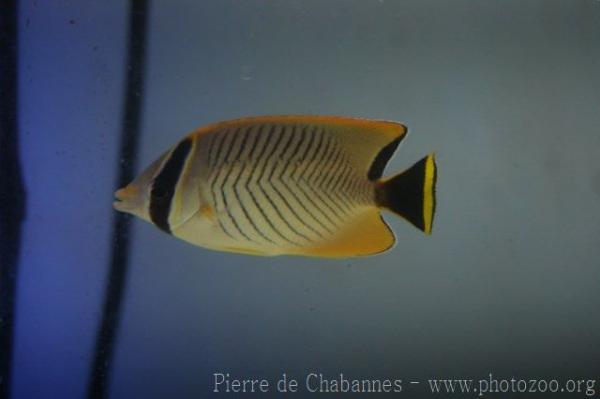 Chevron butterflyfish