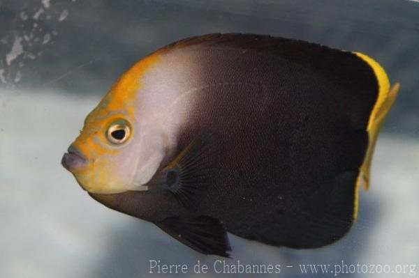 Velvet angelfish