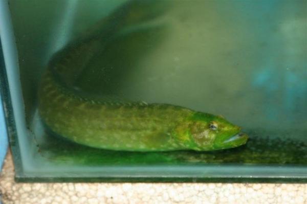 Carpet eel-blenny