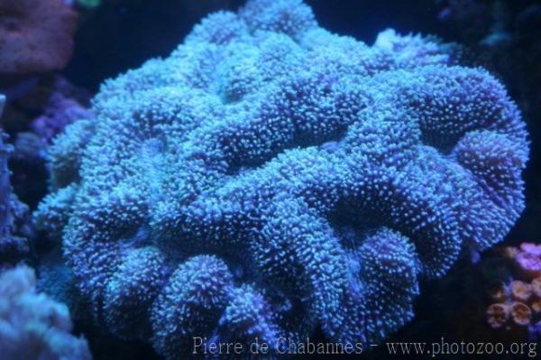 Large brain root coral