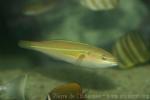 Three-striped ribbon wrasse