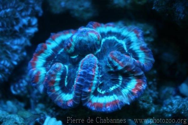 Open brain coral