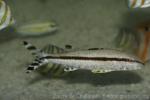 Freckled goatfish