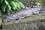 Spectacled caiman