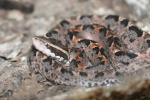 Malayan pitviper